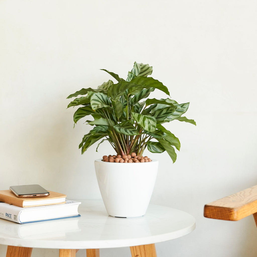 Self-Watering Planter Pot 2-Pack with Smart Design - ABS