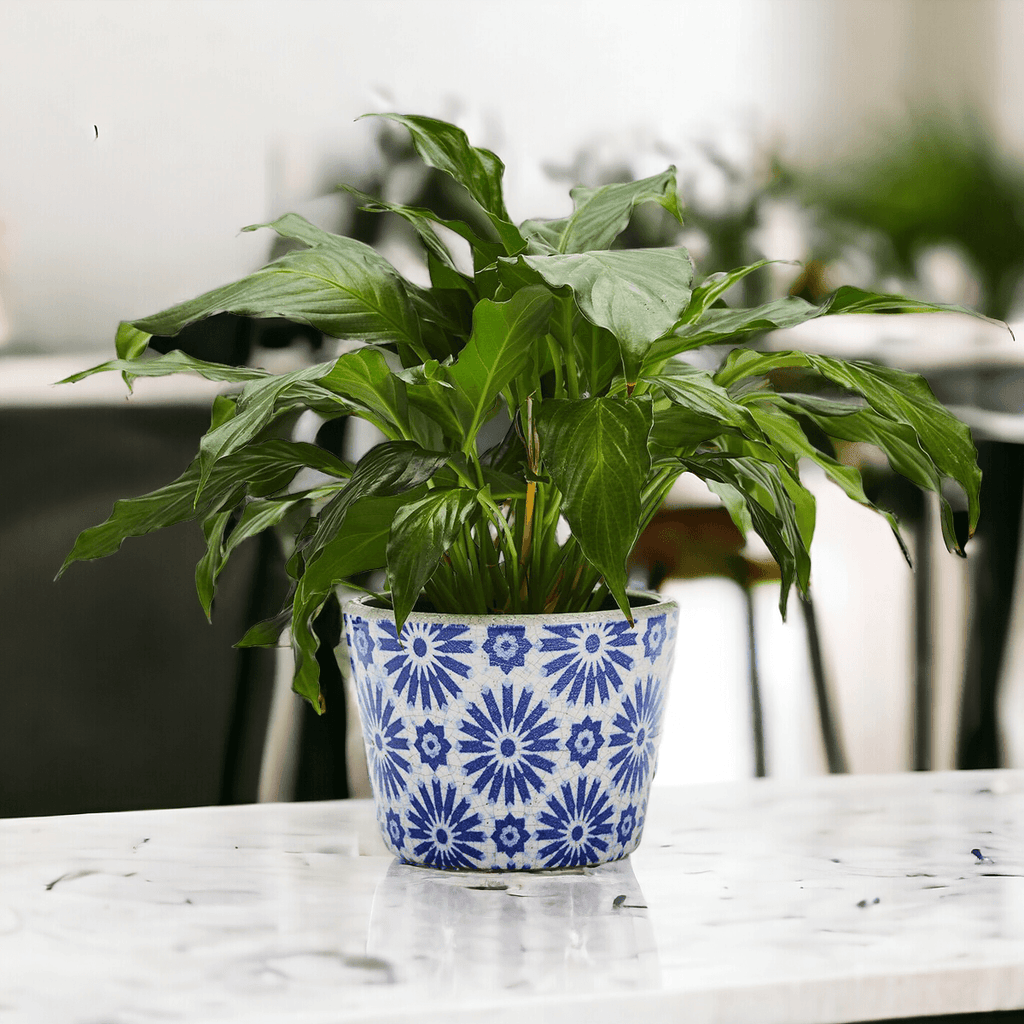 TERRACOTTA POT 5.5"