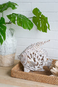 Decorative Polyresin Angelfish Sculpture with Coral Texture - White