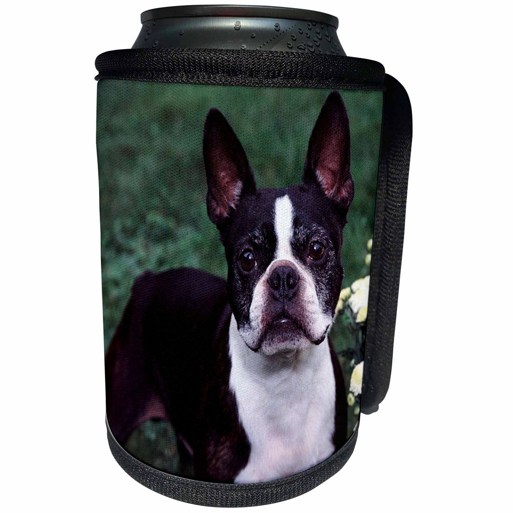 3dRose Dogs Boston Terrier - Boston Terrier Duke - Can Cooler Bottle Wrap (cc_3111)