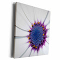 3dRose Taiche Photography - Flowers African daisy - Museum Grade Canvas Wrap (cw_17649)