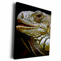 3dRose TNMGraphics Animals - Iguana - Museum Grade Canvas Wrap (cw_18125)