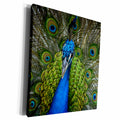3dRose PS Animals - Peacock - Museum Grade Canvas Wrap (cw_181275)