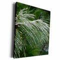 3dRose Pine Bough With Snow - Museum Grade Canvas Wrap (cw_185396)