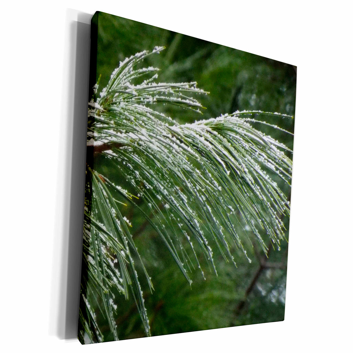 3dRose Pine Bough With Snow - Museum Grade Canvas Wrap (cw_185396)