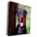 3dRose USA, California. Rottweiler by a tree. - Museum Grade Canvas Wrap (cw_192371)
