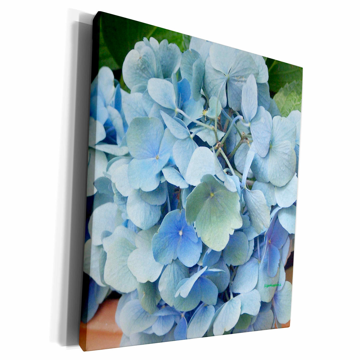 3dRose blue hydriangias - Museum Grade Canvas Wrap (cw_20056)