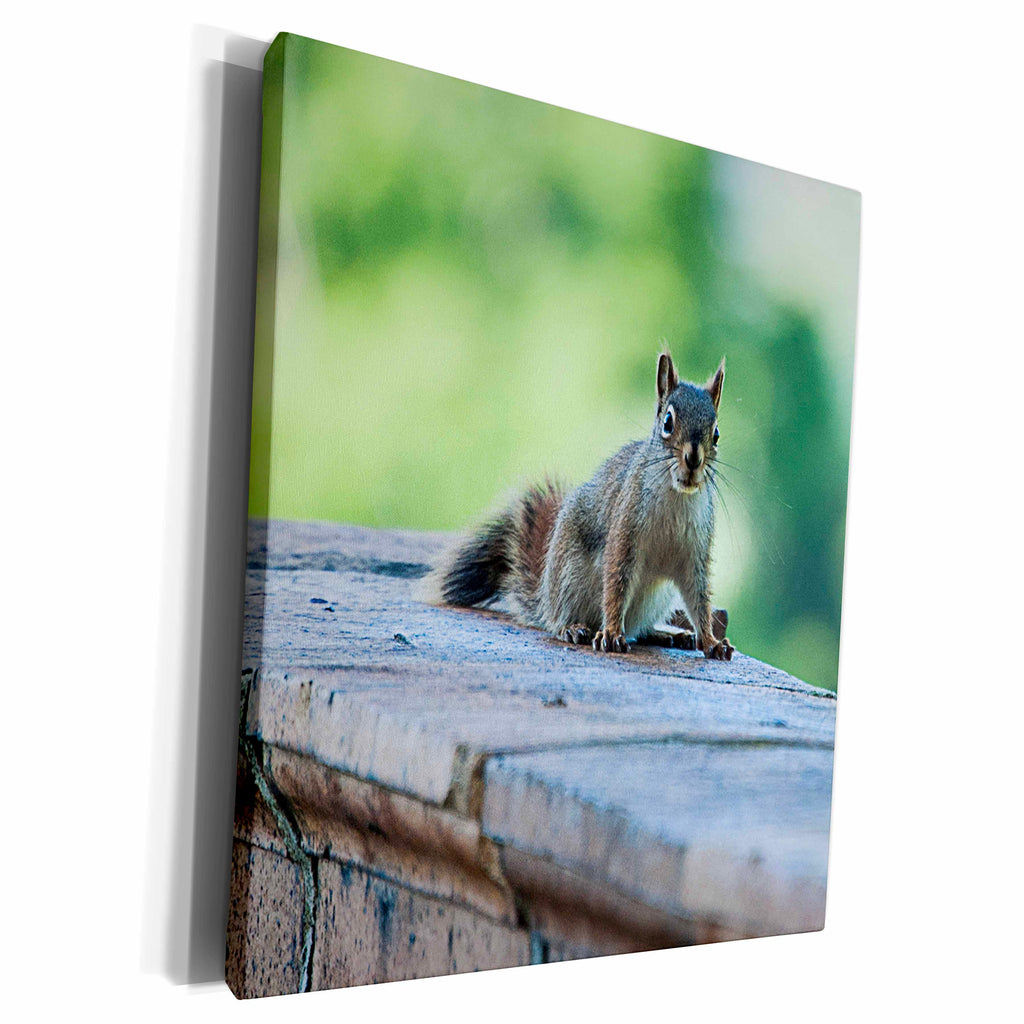 3dRose Squirrel looking at the camera - Museum Grade Canvas Wrap (cw_203170)