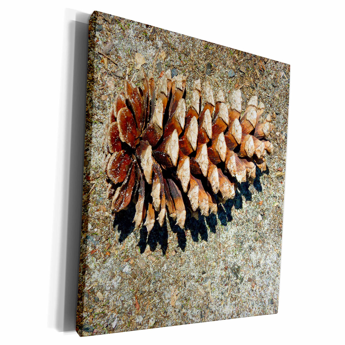 3dRose Florene Decorative - Fallen Acorn - Museum Grade Canvas Wrap (cw_20318)