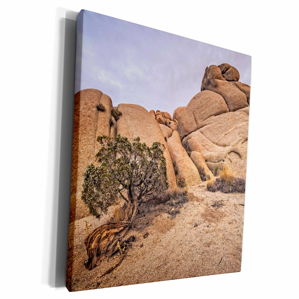3dRose Juniper Tree at Jumbo Rocks - Museum Grade Canvas Wrap (cw_203941)