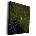 3dRose USA, Georgia, Savannah, Dew drops on spider a web. - Museum Grade Canvas Wrap (cw_205253)