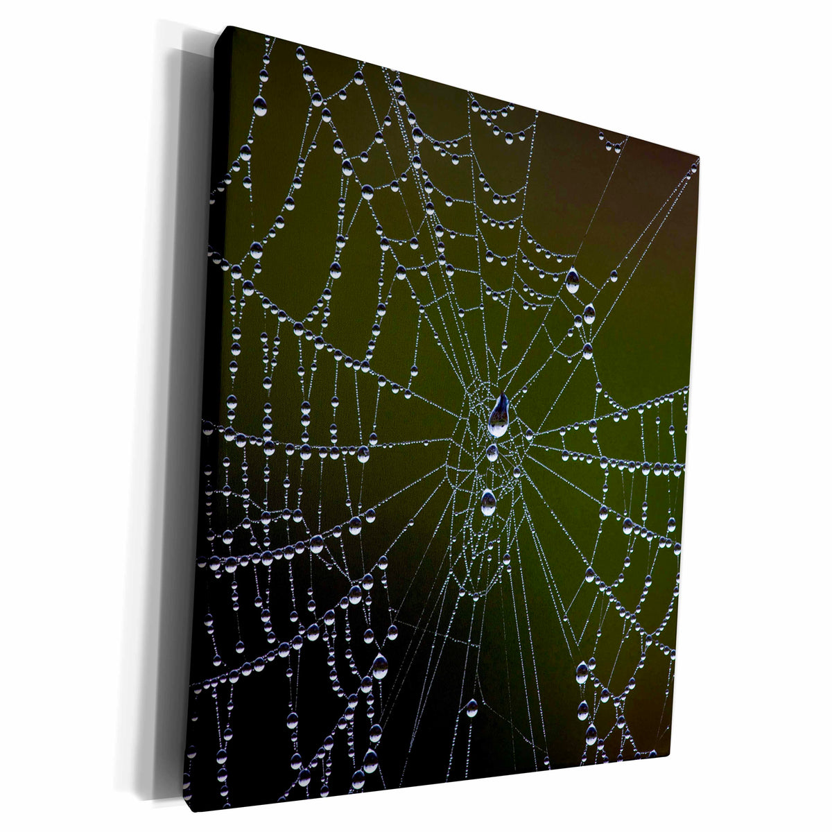 3dRose USA, Georgia, Savannah, Dew drops on spider a web. - Museum Grade Canvas Wrap (cw_205253)