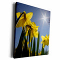 3dRose Daffodils, spring, Freeport, Maine - Museum Grade Canvas Wrap (cw_205277)