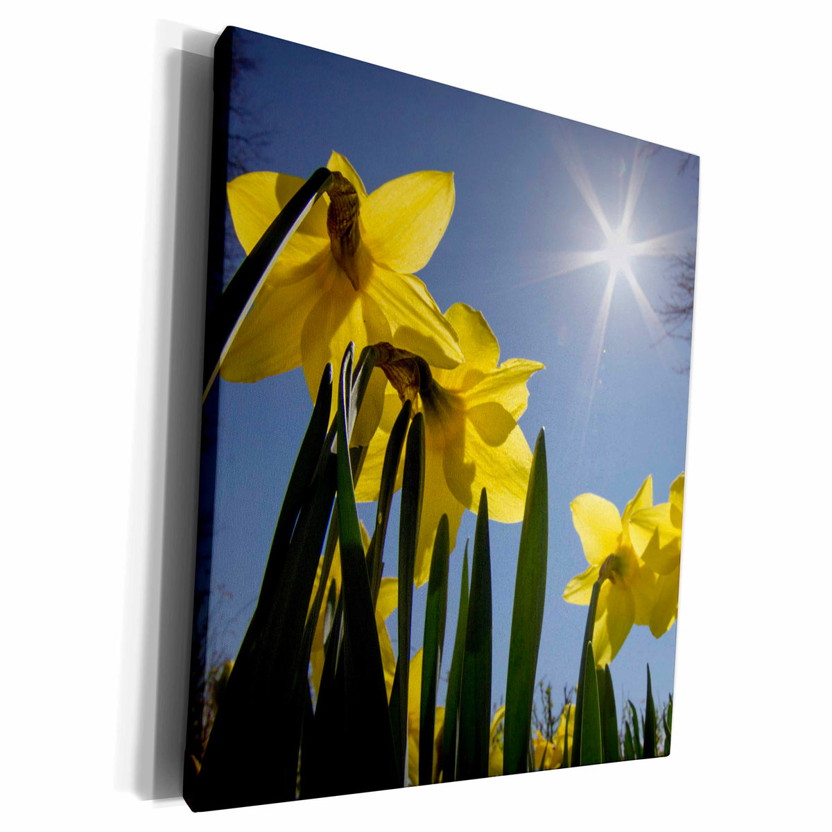 3dRose Daffodils, spring, Freeport, Maine - Museum Grade Canvas Wrap (cw_205277)