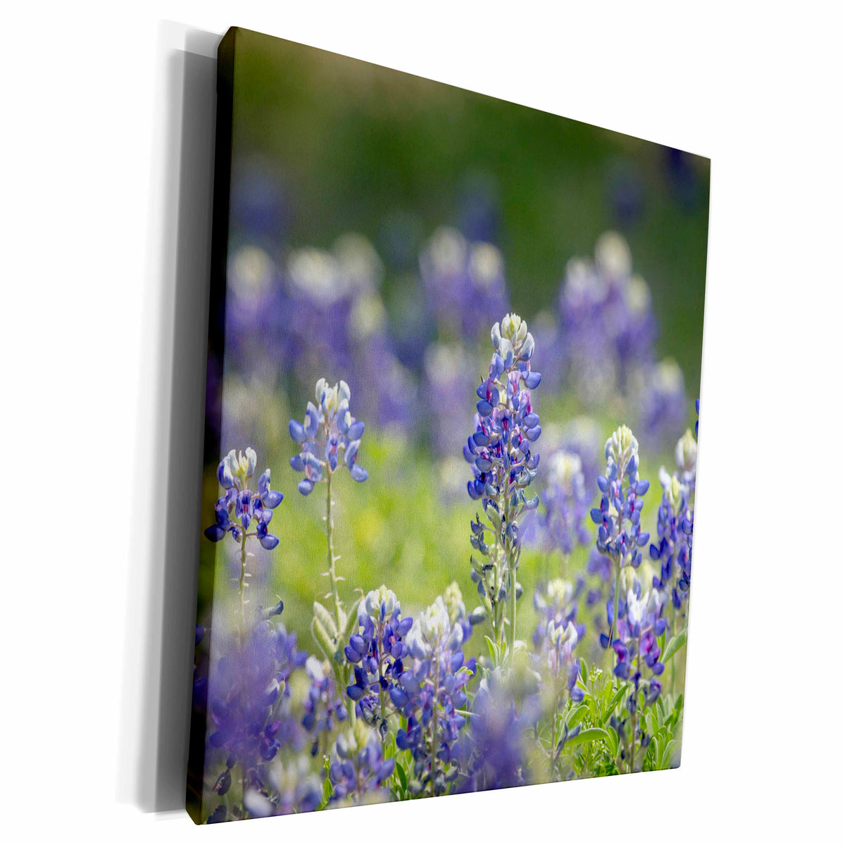 3dRose Texas bluebonnets, Austin, Texas - Museum Grade Canvas Wrap (cw_205281)
