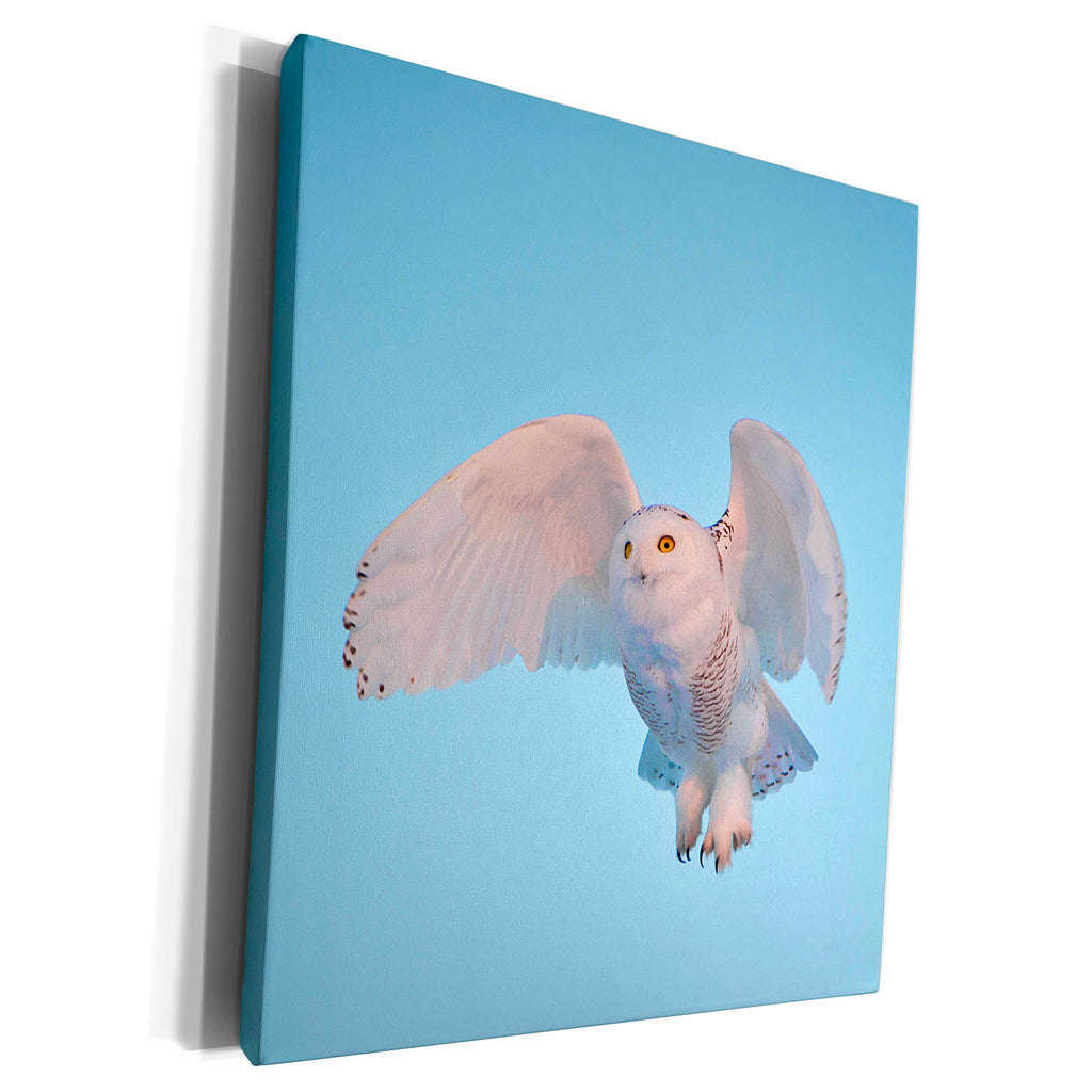 3dRose USA, Minnesota, Vermillion - Owl in flight. - Museum Grade Canvas Wrap (cw_205659)
