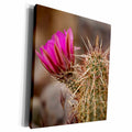 3dRose Hedgehog cactus - Las Vegas, Nevada - Museum Grade Canvas Wrap (cw_205685)