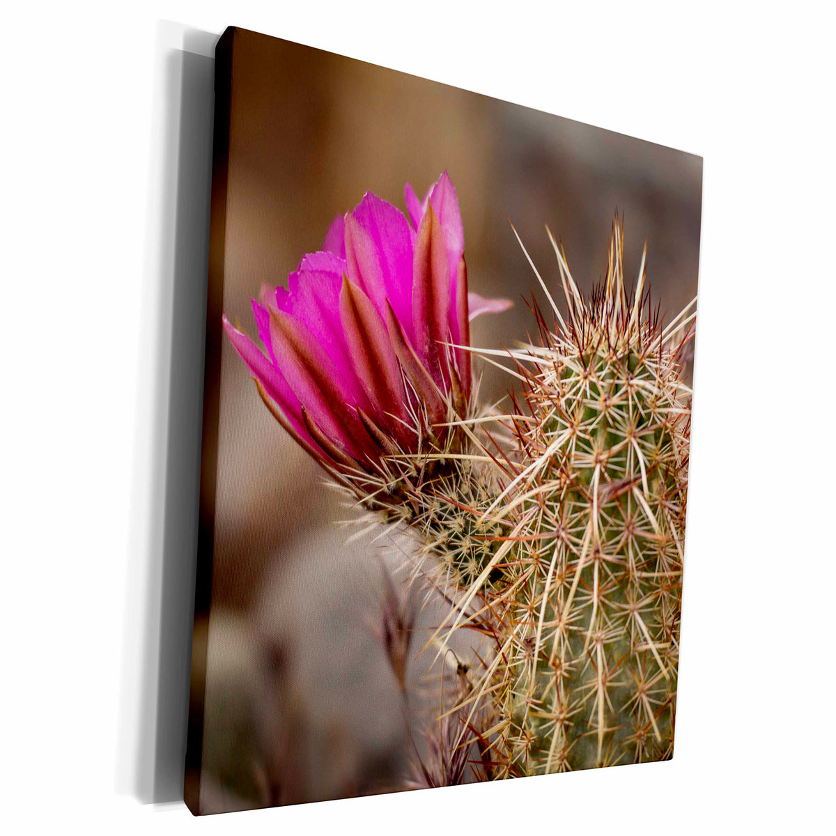 3dRose Hedgehog cactus - Las Vegas, Nevada - Museum Grade Canvas Wrap (cw_205685)
