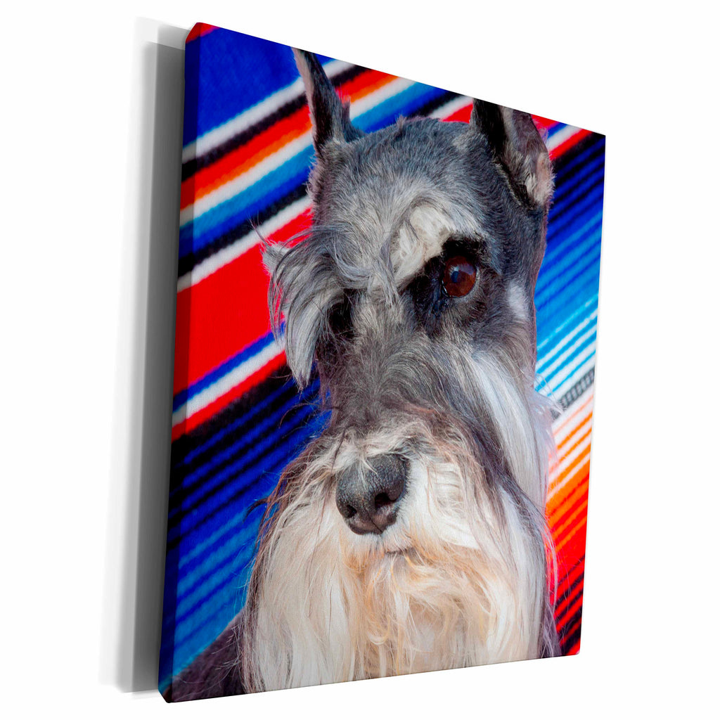 3dRose Schnauzer portrait with Mexican blanket, MR and PR, Museum Grade Canvas Wrap (cw_207153)