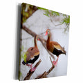 3dRose Black-bellied Whistling Ducks in tree Starr County,... - Museum Grade Canvas Wrap (cw_207223)