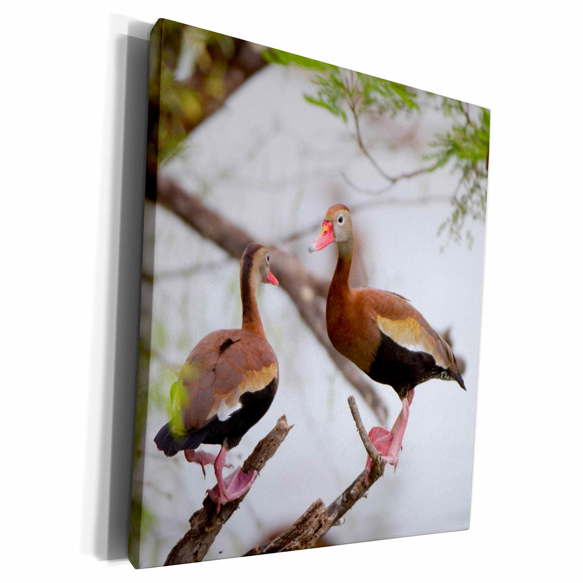 3dRose Black-bellied Whistling Ducks in tree Starr County,... - Museum Grade Canvas Wrap (cw_207223)