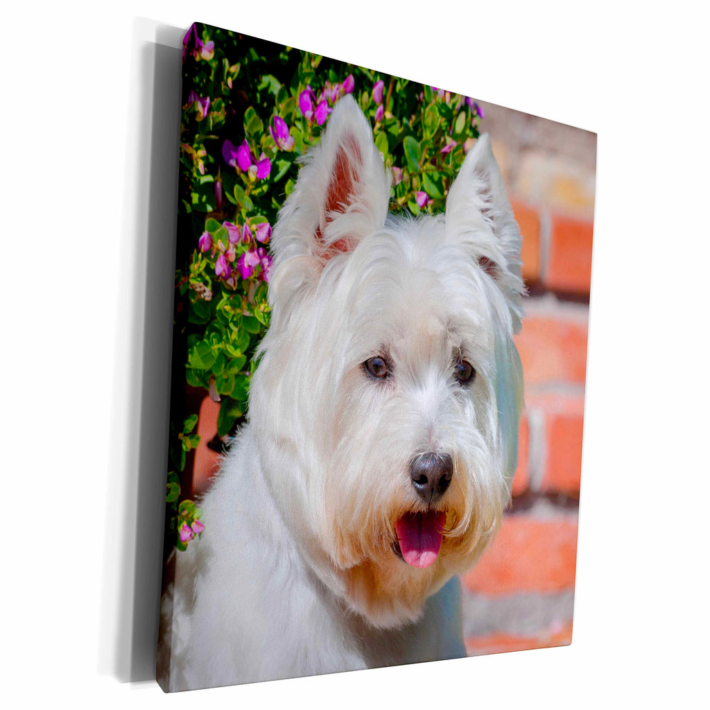 3dRose West Highland White Terrier portrait - Museum Grade Canvas Wrap (cw_207516)