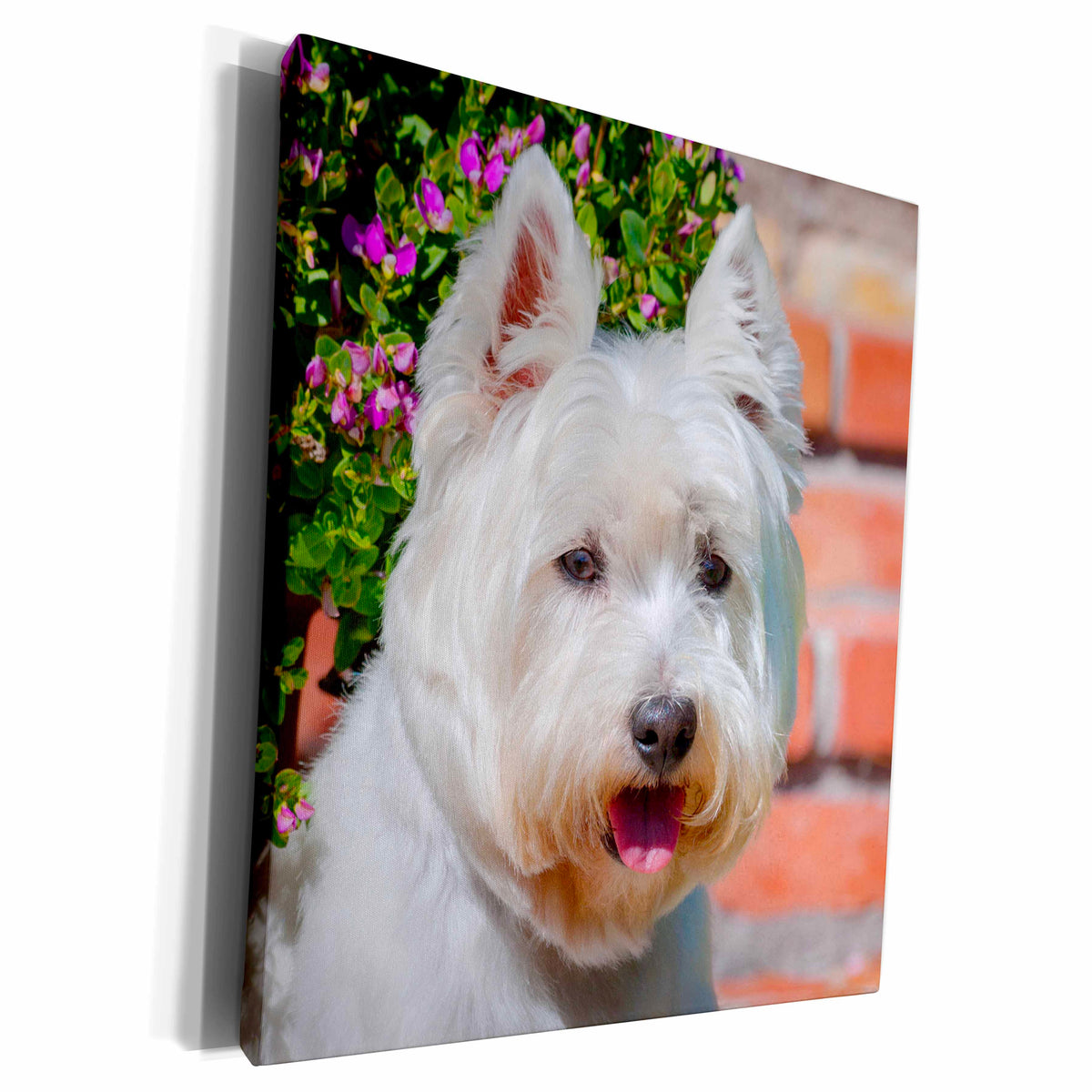 3dRose West Highland White Terrier portrait - Museum Grade Canvas Wrap (cw_207516)