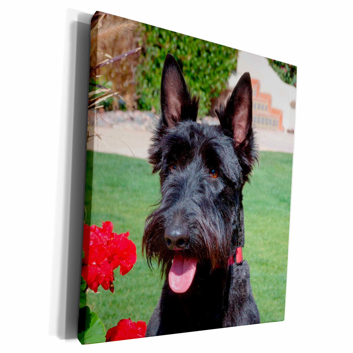 3dRose Scottish Terrier portrait, MR, Museum Grade Canvas Wrap (cw_207521)