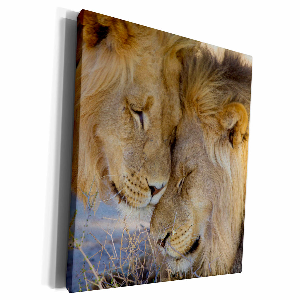 3dRose Two Lions, Kgalagadi Transfrontier Park, Northern... - Museum Grade Canvas Wrap (cw_207623)