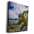 3dRose Sierra Juniper above Tamarack Lake, Desolation... - Museum Grade Canvas Wrap (cw_207999)