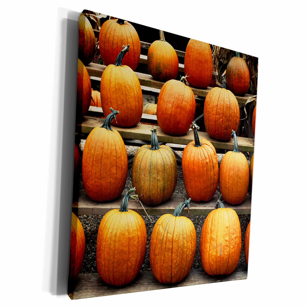 3dRose Connecticut, Conventry, Fall pumpkins. - Museum Grade Canvas Wrap (cw_208845)