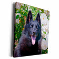 3dRose Schipperke sitting by white roses, MR, Museum Grade Canvas Wrap (cw_209152)