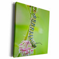 3dRose Monarch butterfly caterpillar on Swamp Milkweed,... - Museum Grade Canvas Wrap (cw_209652)