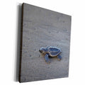 3dRose Central America, El Salvador, Pacific Ocean, turtle... - Museum Grade Canvas Wrap (cw_210075)
