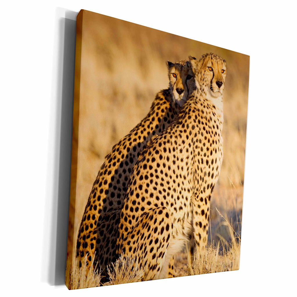 3dRose Cheetah, Acinonyx jubatus. Two males. Namibia. - Museum Grade Canvas Wrap (cw_210124)