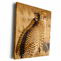 3dRose Cheetah, Acinonyx jubatus. Two males. Namibia. - Museum Grade Canvas Wrap (cw_210124)