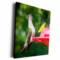 3dRose Female Ruby throated hummingbird - Museum Grade Canvas Wrap (cw_21071)