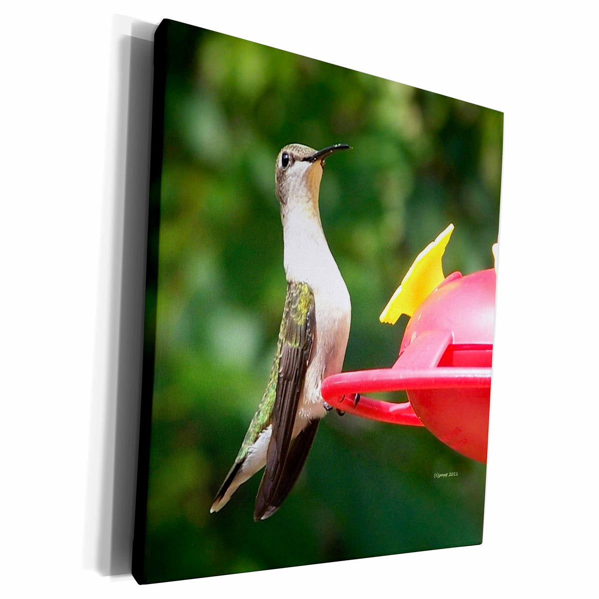 3dRose Female Ruby throated hummingbird - Museum Grade Canvas Wrap (cw_21071)