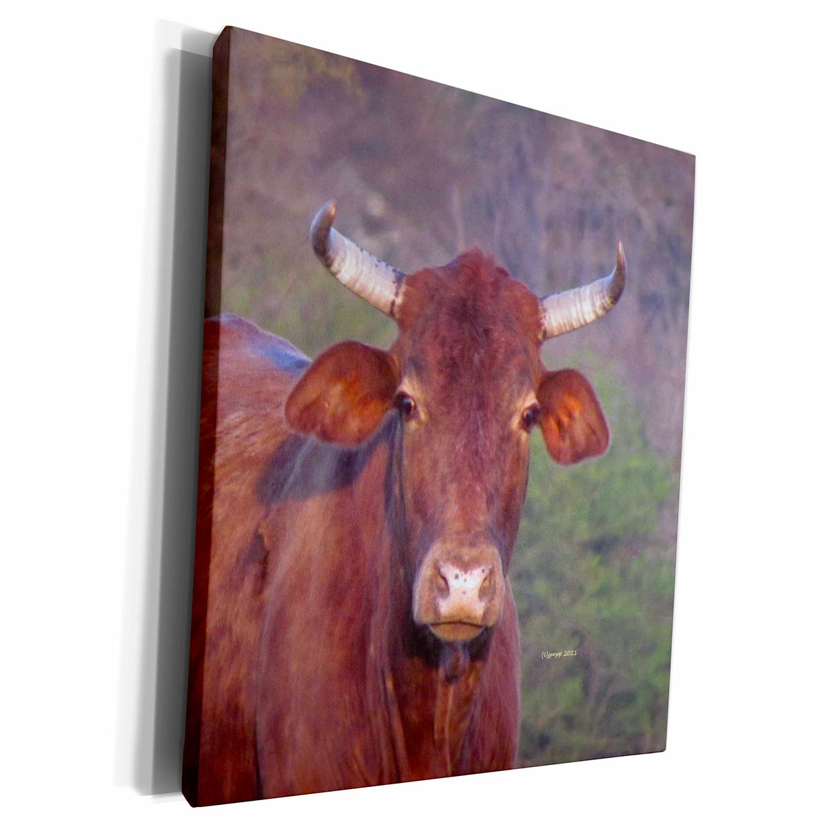 3dRose Cow on the green - Museum Grade Canvas Wrap (cw_21158)