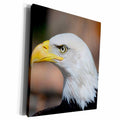 3dRose Edmond Hogge Jr – Eagles - Bald Eagle Close Up - Museum Grade Canvas Wrap (cw_211711)