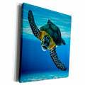 3dRose Boehm Graphics Animal - Sea Turtle Diving - Museum Grade Canvas Wrap (cw_212925)