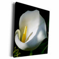 3dRose Taiche Photography - Flower Calla Lily - Museum Grade Canvas Wrap (cw_21385)