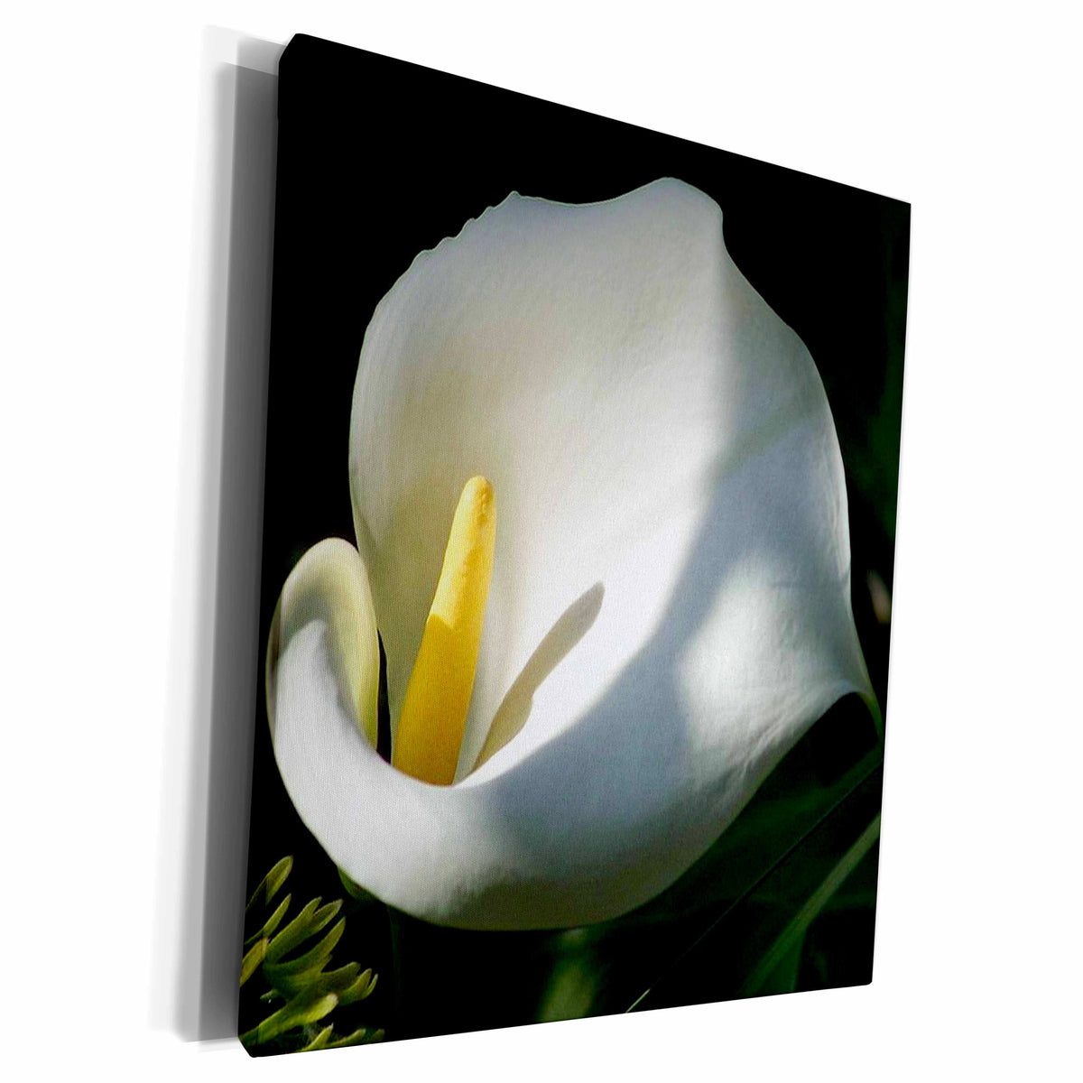 3dRose Taiche Photography - Flower Calla Lily - Museum Grade Canvas Wrap (cw_21385)