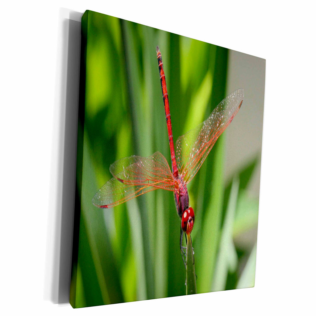 3dRose Red Skimmer or Firecracker Dragonfly Closeup - Museum Grade Canvas Wrap (cw_214020)