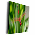 3dRose Red Skimmer or Firecracker Dragonfly Closeup - Museum Grade Canvas Wrap (cw_214020)
