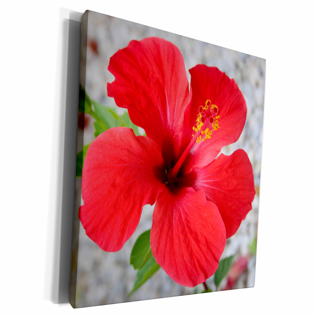 3dRose Taiche Photography - Flowers Red Hibiscus - Museum Grade Canvas Wrap (cw_21405)
