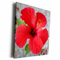 3dRose Taiche Photography - Flowers Red Hibiscus - Museum Grade Canvas Wrap (cw_21405)