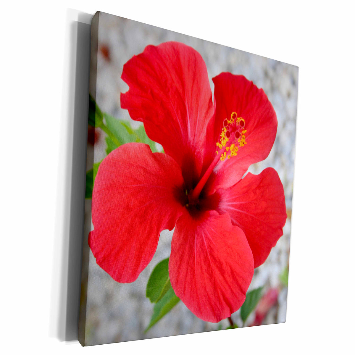 3dRose Taiche Photography - Flowers Red Hibiscus - Museum Grade Canvas Wrap (cw_21405)