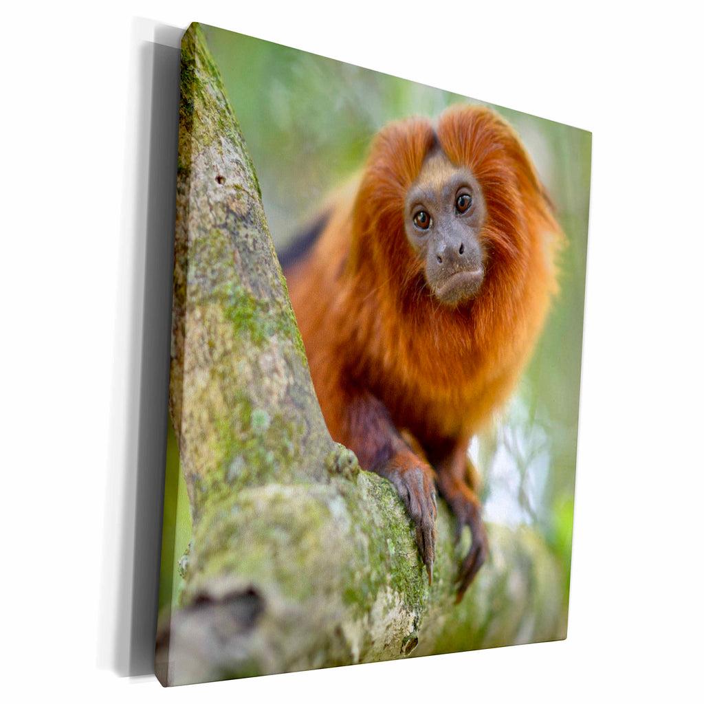 3dRose Golden Lion Tamarin, Leontopithecus rosalia - Museum Grade Canvas Wrap (cw_216049)
