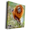 3dRose Golden Lion Tamarin, Leontopithecus rosalia - Museum Grade Canvas Wrap (cw_216049)